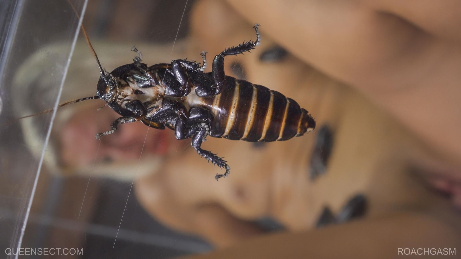 ROACHGASM